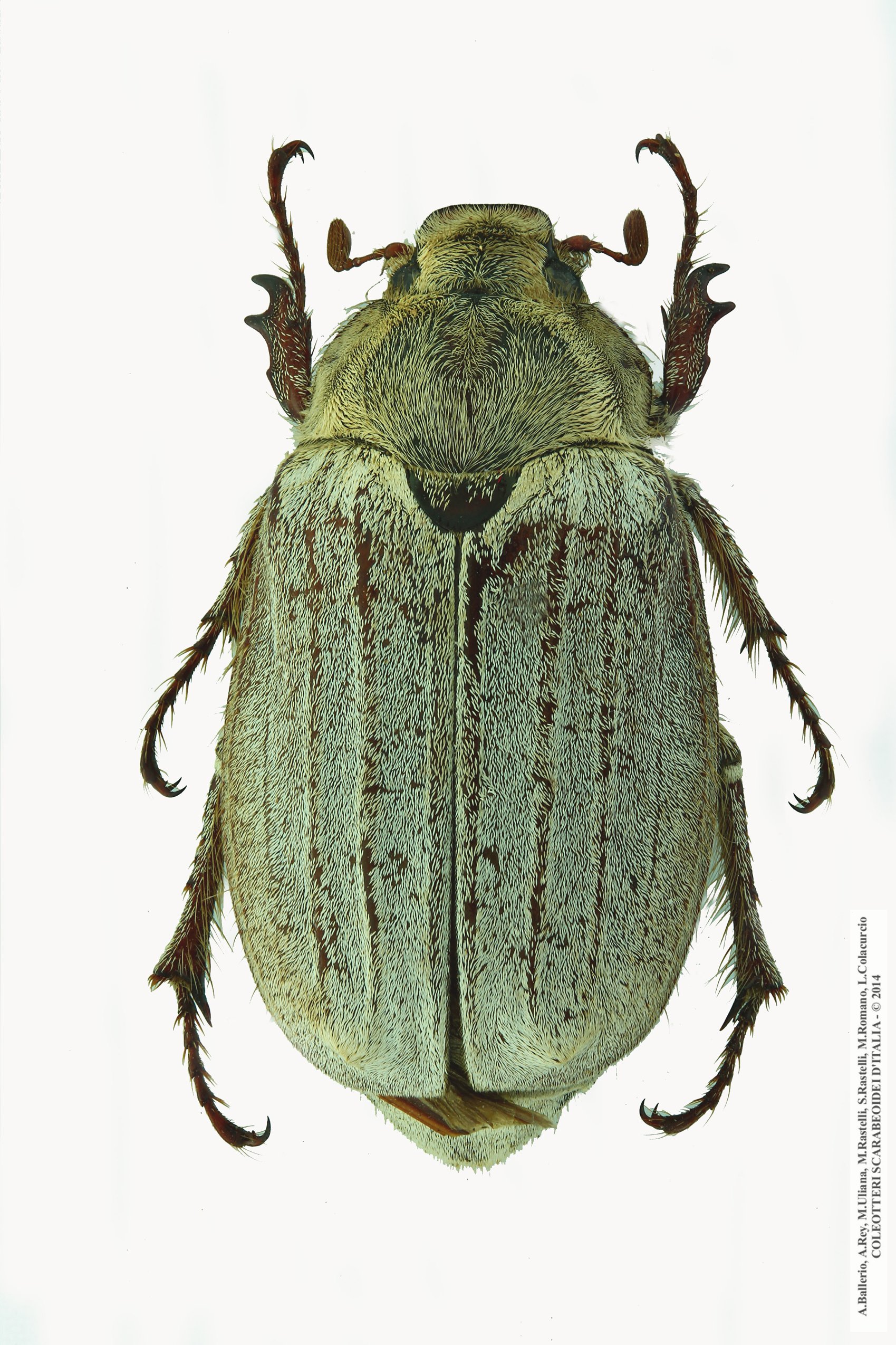 Melolontha pectoralis, femmina